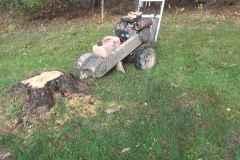 Stump Removal 1