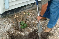 stump_removal_7