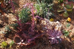 Succulents 3