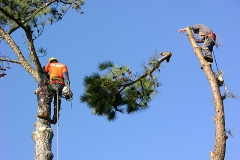 Tree Trimming (1)