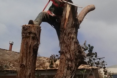 Tree Trimming (8)