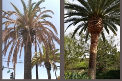canarian-palm-wp