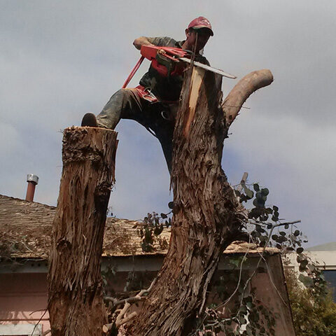 Tree Trimming