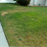 Artificial and Real Grass